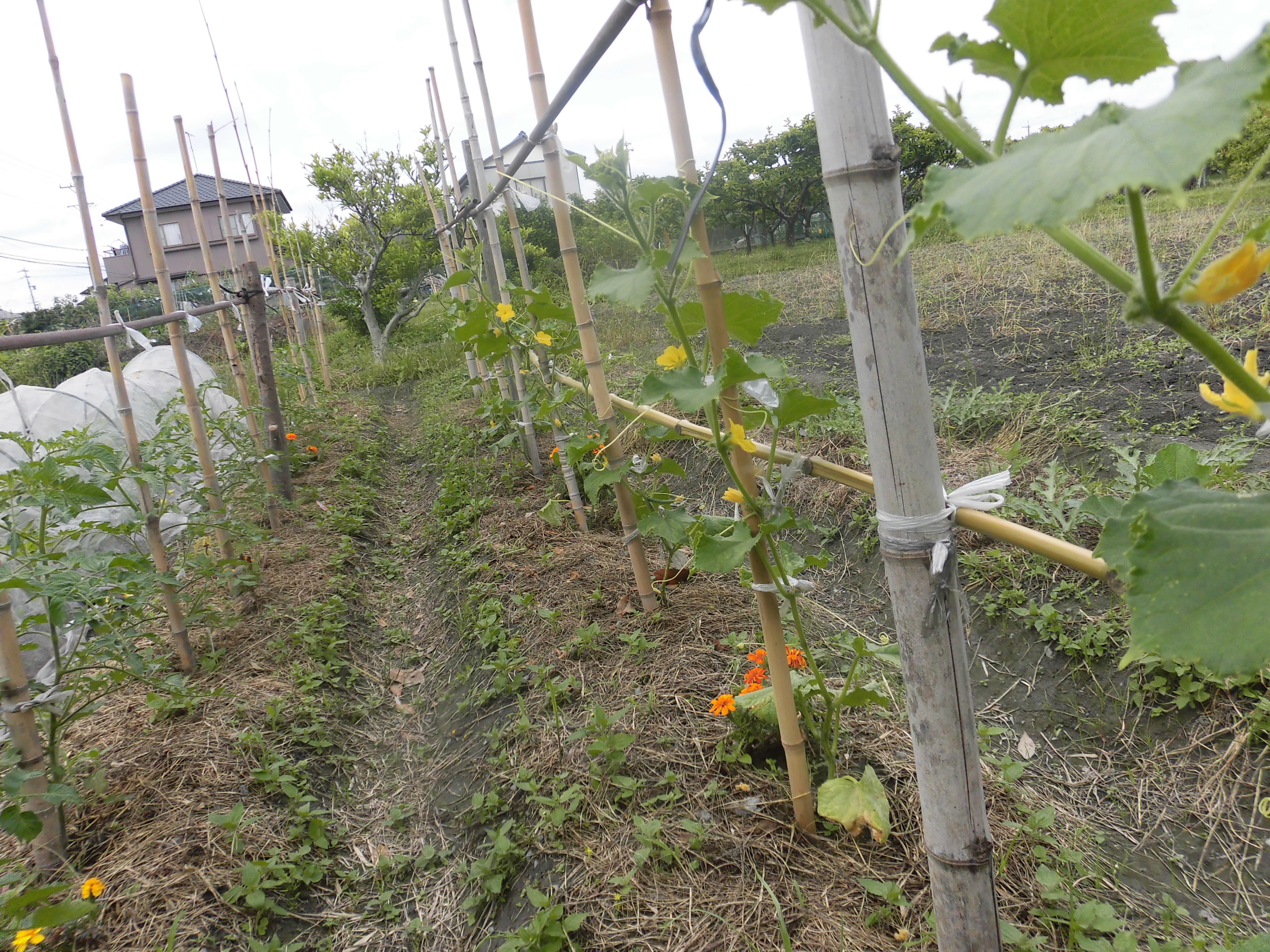 畑に作物を植えました!!